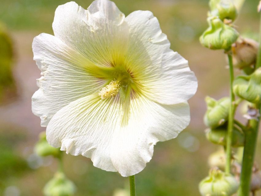 As In Meras Facetas Da Malva Branca Na Ayurveda Wemystic Brasil