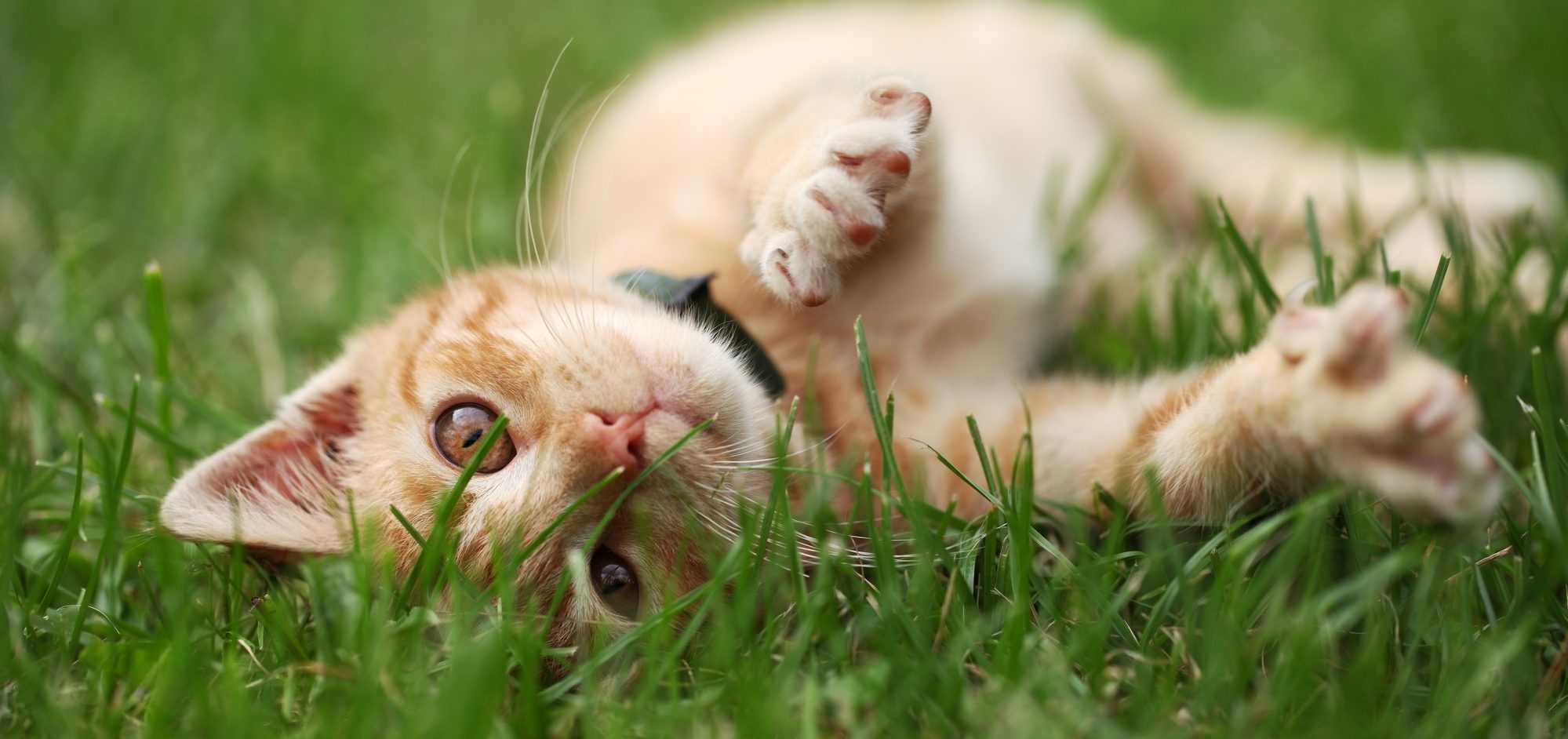 Além do gato preto: outras cores dos felinos têm significados