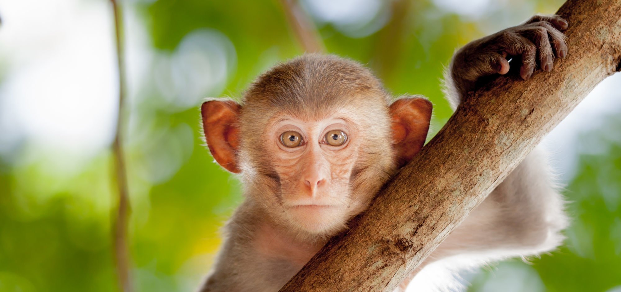 Macaco sagui brincando nos galhos das árvores