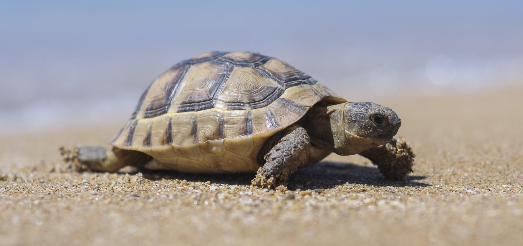 Turtle forward. Панцирь черепахи. Панцирь Черепашки. Текстура черепахи. Панцирь черепахи фон.