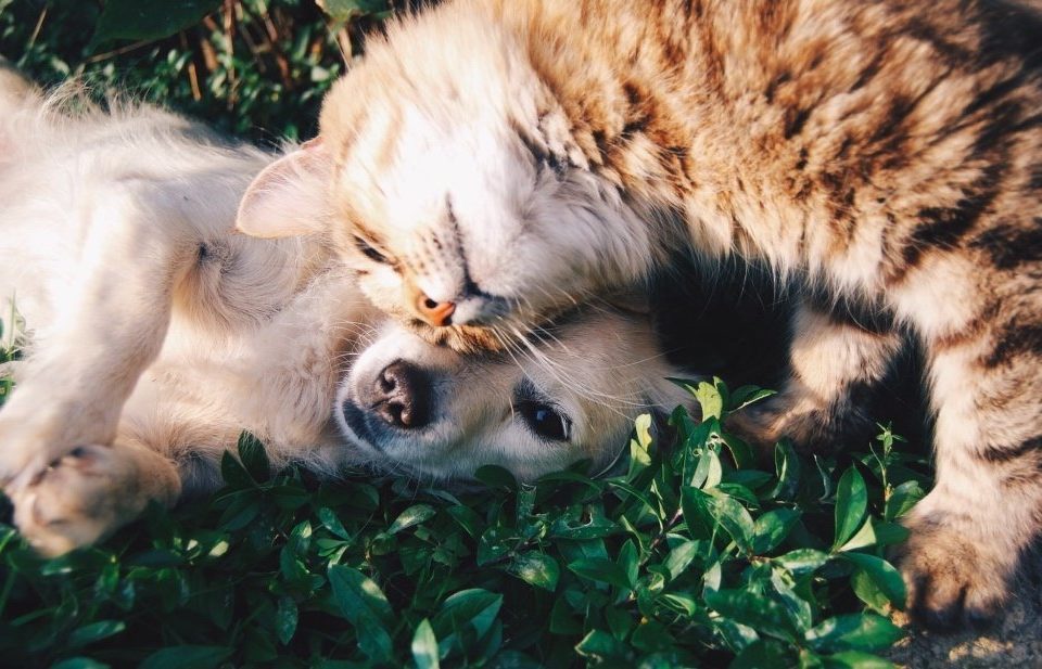 Aprenda a poderosa oração pelos animais doentes - Blog Astrocentro