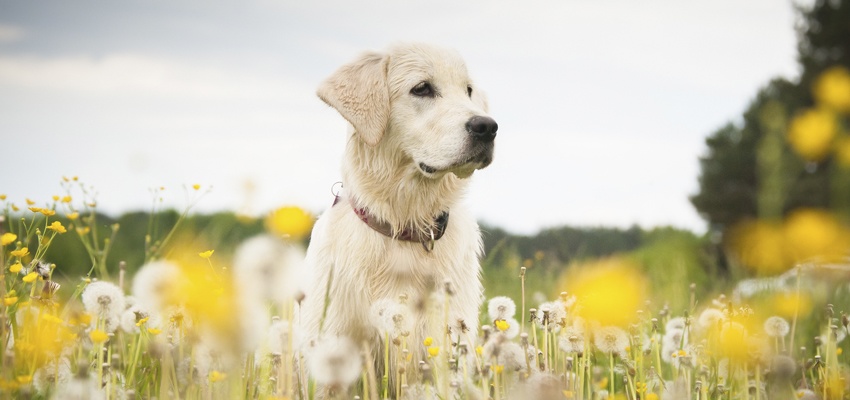 Horóscopo para cachorro: o que o signo do seu cão diz sobre ele – VitalPet  Brasil