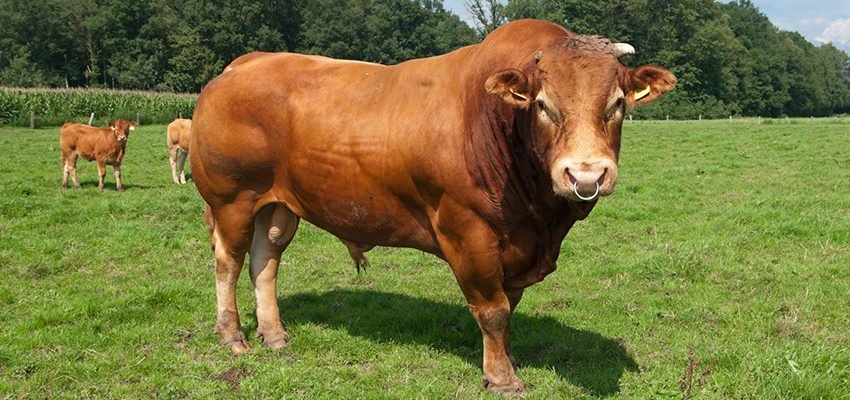 Sonhar com cavalo preto: Correndo, machucado, manso, morto e mais!