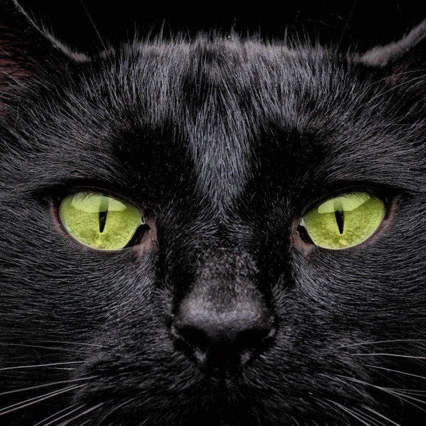 Além do gato preto: outras cores dos felinos têm significados