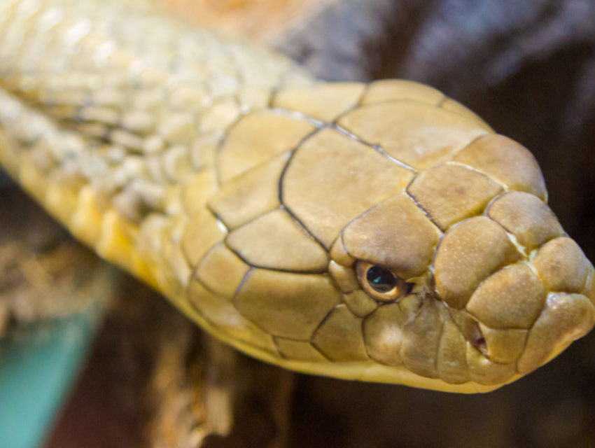 Será que é mesmo traição? Veja o que significa sonhar com cobra