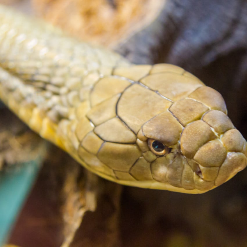 O que significa Sonhar com Cobra picando ou mordendo?