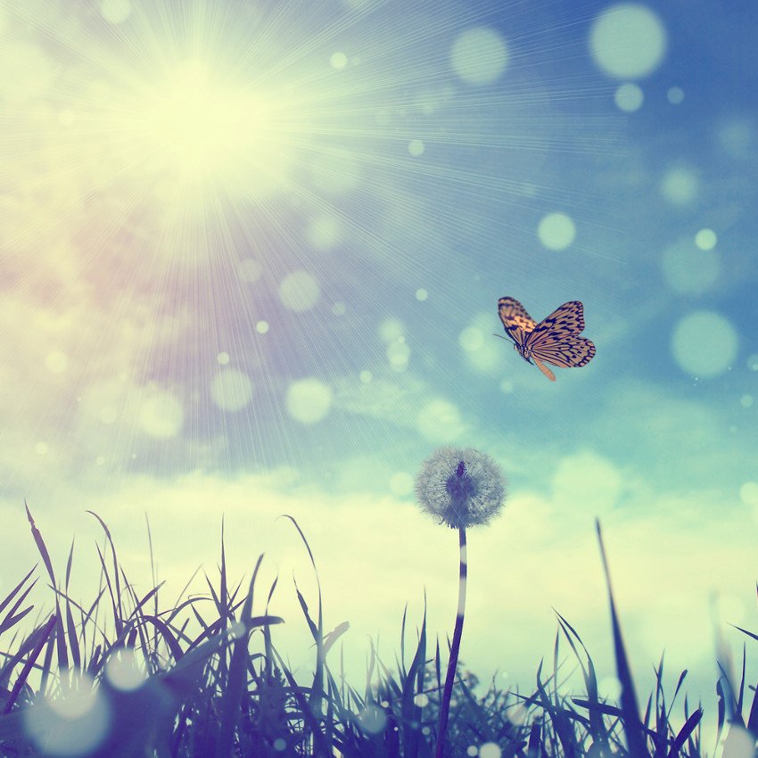 Descubra o significado da borboleta para sua vida espiritual ...