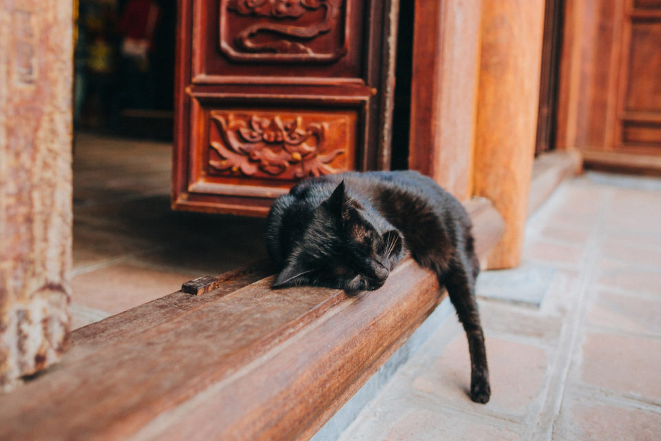O que significa um gato preto à sua porta? - WeMystic Brasil