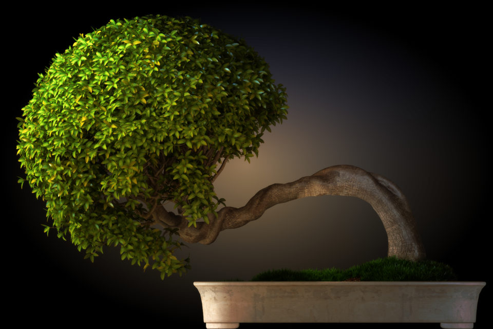 Bonsai Cultivando O Interior Do Seu Eu Atraves De Uma Arvore Wemystic Brasil